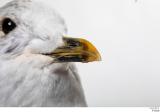 Common gull Larus Canus beak mouth 0002.jpg